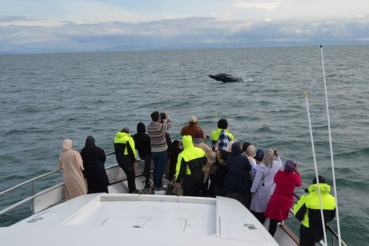 Whale Watching & Dolphin Yacht Cruise — photo 7