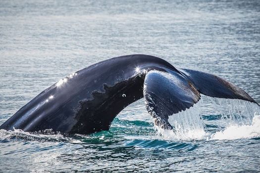 Whale Watching Tour w/ Transfer from Akureyri — photo 8