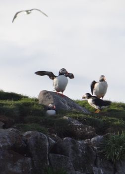 Puffin Tour — photo 3