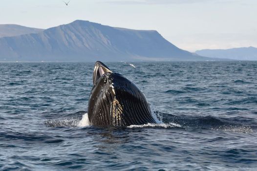 Reykjavík Premium Whale Watching — photo 9