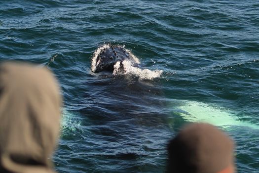 Reykjavík Whales & Puffins — photo 15