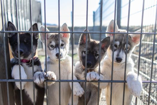 Husky Park - Kennel Visit — photo 3