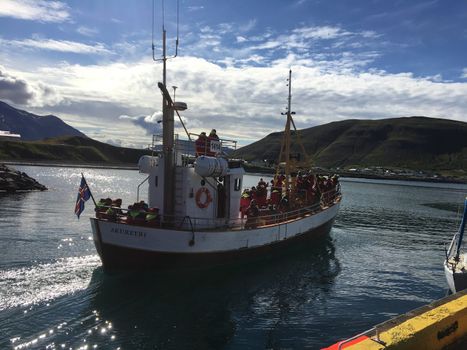 Whale Watching Tour w/ Transfer from Akureyri — photo 11