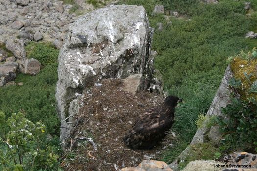 BIRD WATCHING - puffins and more — photo 2