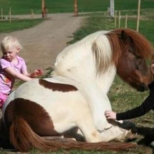 Horse Riding Tour and Explore Scenery in Gásir Akureyri — photo 9