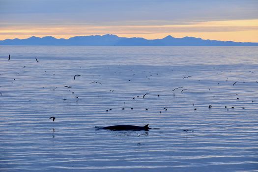 Reykjavík Classic Whales in the Midnight Sun — photo 2