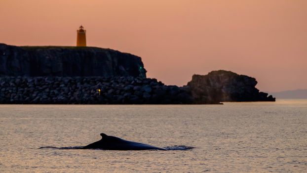 Premium Whales & Midnight Sun — photo 7